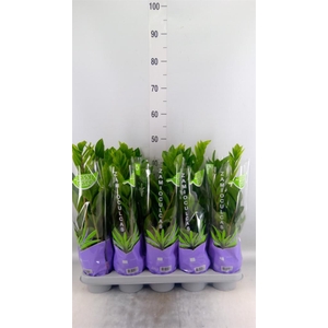 Zamioculcas zamiifolia