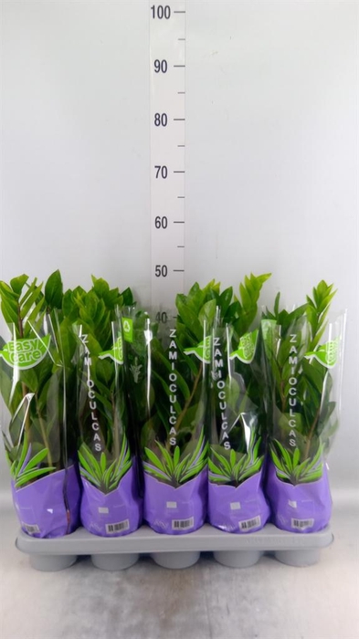 <h4>Zamioculcas zamiifolia</h4>