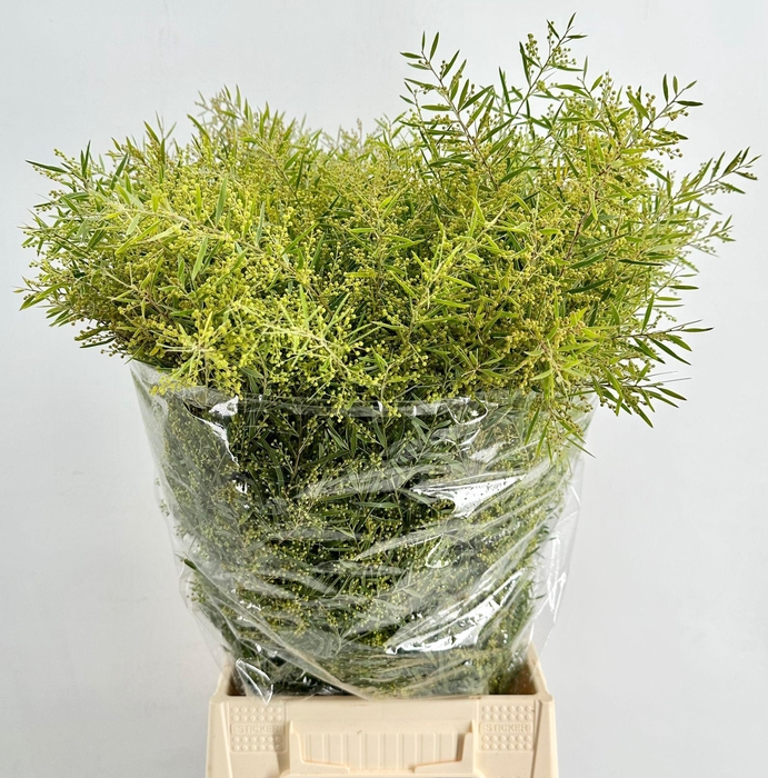 <h4>Mimosa Chiaar di Luna</h4>