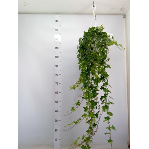 Hedera helix 'Pittsburgh'