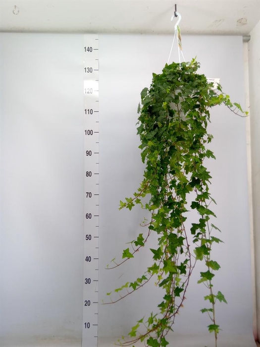 <h4>Hedera helix 'Pittsburgh'</h4>