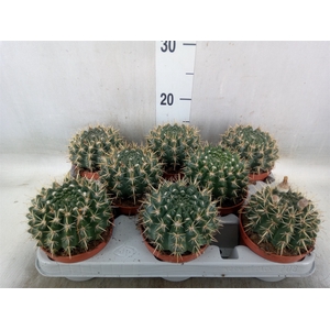 Parodia mammulosa