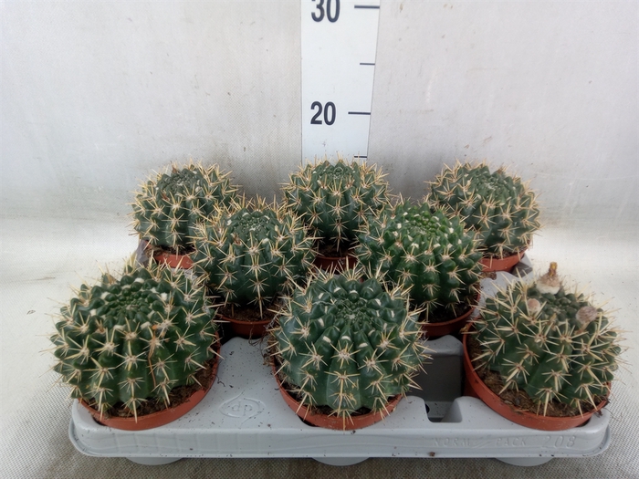 <h4>Parodia mammulosa</h4>