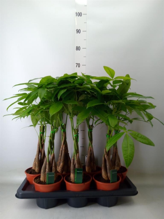 <h4>Pachira aquatica</h4>