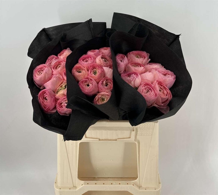 <h4>RAN SUC 1ST HONEY</h4>