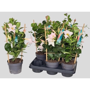 MANDE SUN WHITE