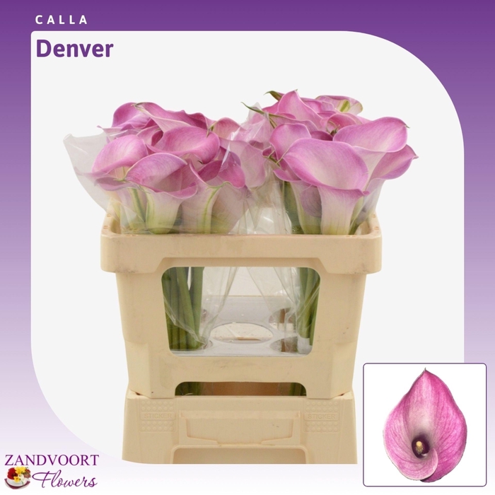 <h4>Calla Denver</h4>