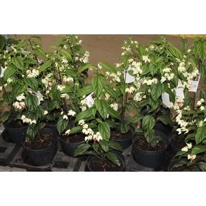 LAGRIMA DE CRISTO P20