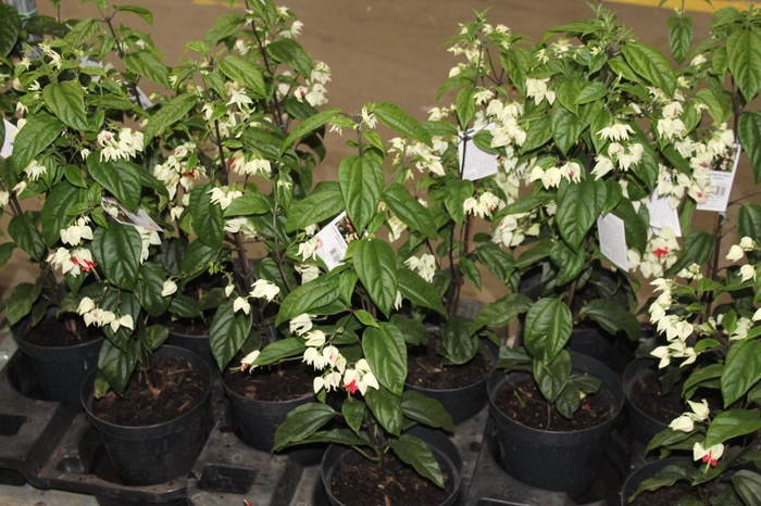 <h4>LAGRIMA DE CRISTO P20</h4>