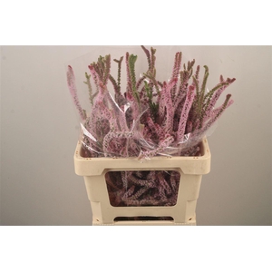 Psylliostachys Suwor