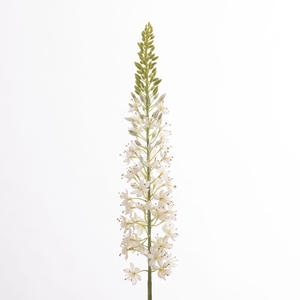 AF Eremurus L107cm White