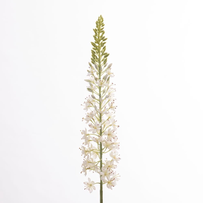 <h4>AF Eremurus L107cm White</h4>