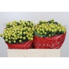 Hypericum Smiley Romance