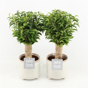 Ficus Benjamina Natasja in Maren keramiek pot