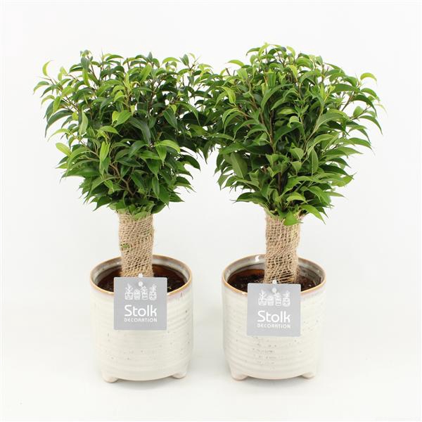 <h4>Ficus Benjamina Natasja in Maren keramiek pot</h4>
