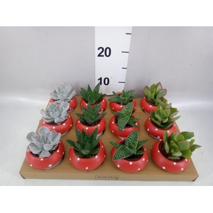Arr.  Succulents L%