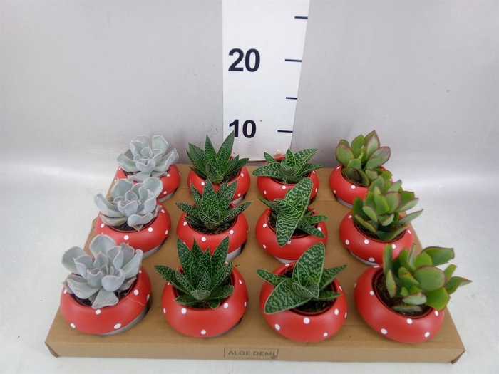 <h4>Arr.  Succulents L%</h4>