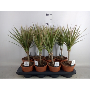 Dracaena marg. 'Bicolor'