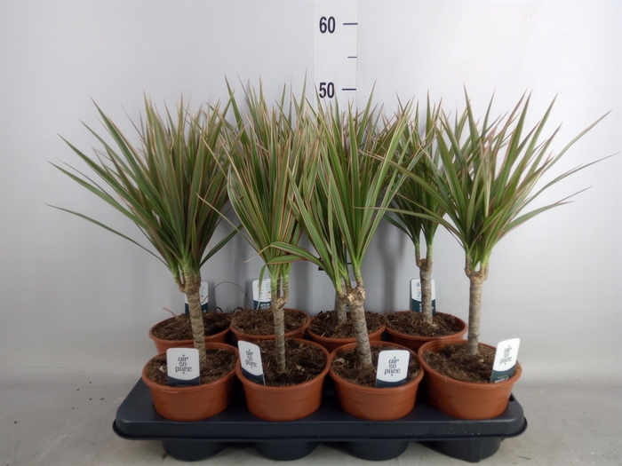 <h4>Dracaena marg. 'Bicolor'</h4>