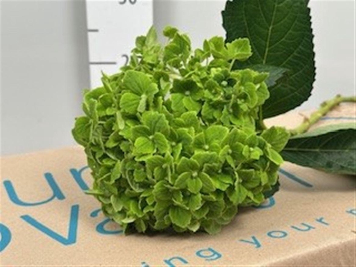 <h4>Hydr Premium Emerald Green</h4>