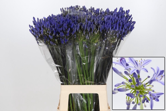 AGAP EYFORI BLUE