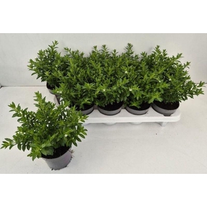 CUPH HYSSOPIFOLIA