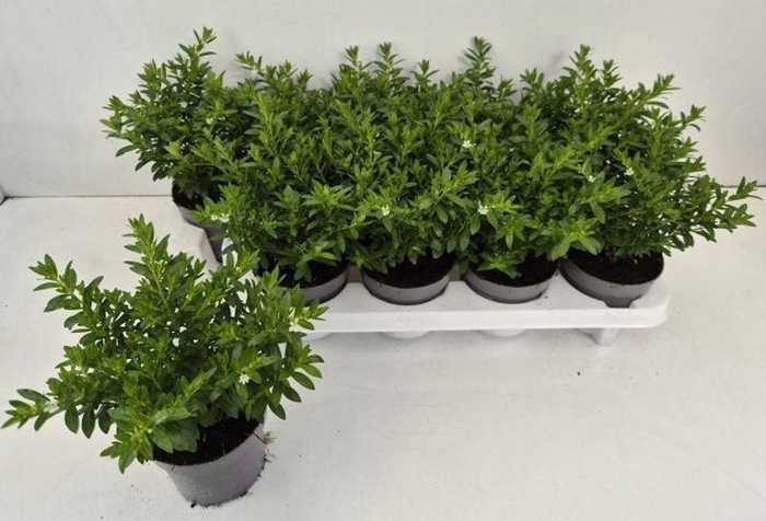 <h4>CUPH HYSSOPIFOLIA</h4>