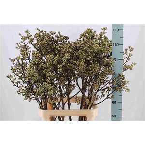 Euca Torriliana100cm P Stem