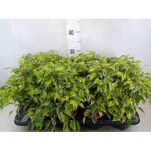 Ficus benja. 'Kinky'