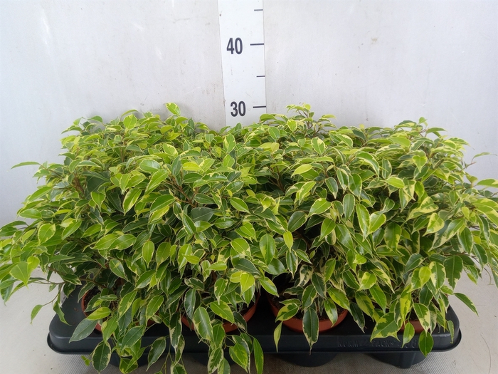 <h4>Ficus benja. 'Kinky'</h4>