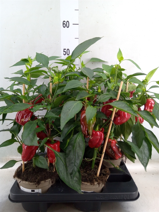 <h4>Capsicum annuum   ...paprika</h4>