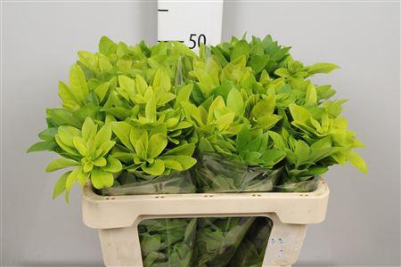 <h4>Choisya Te Lich</h4>