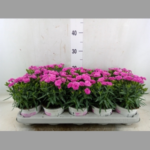 Dianthus car. 'Peman'