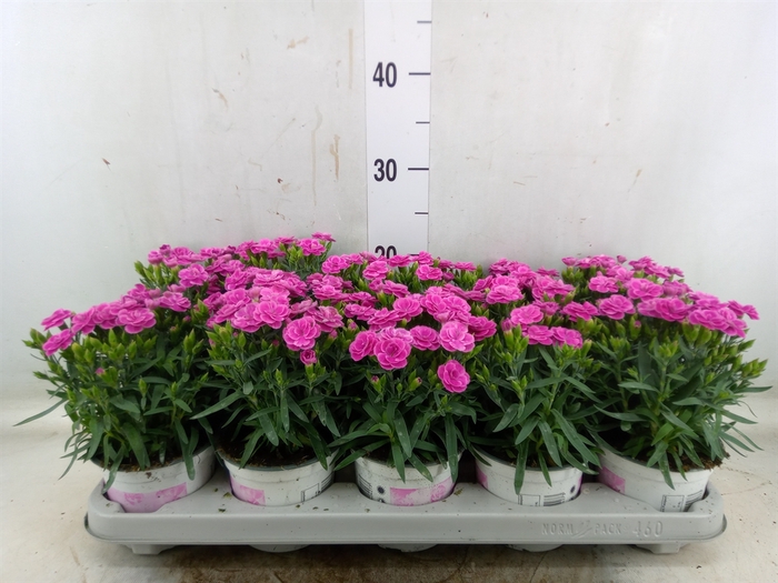 Dianthus car. 'Peman'