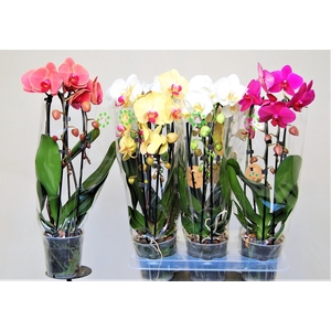 PHAL EL CASCADE