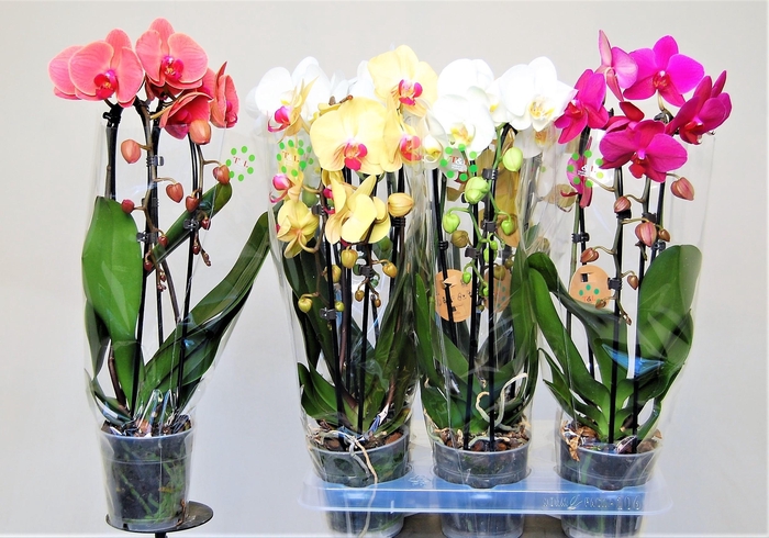 <h4>PHAL EL CASCADE</h4>