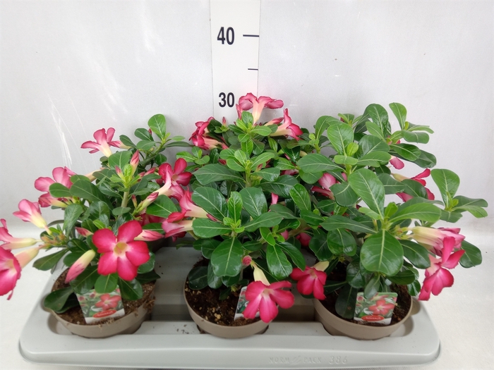 <h4>Adenium obesum 'Anouk'</h4>