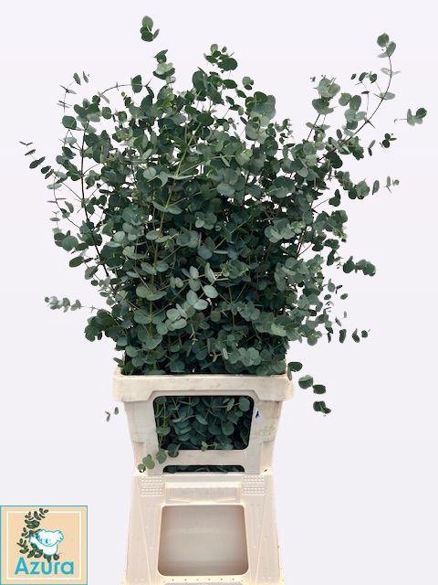 <h4>EUCA GU AZURA</h4>