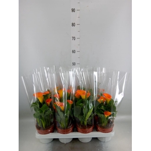Zantedeschia   ...
