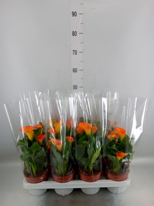 <h4>Zantedeschia   ...</h4>