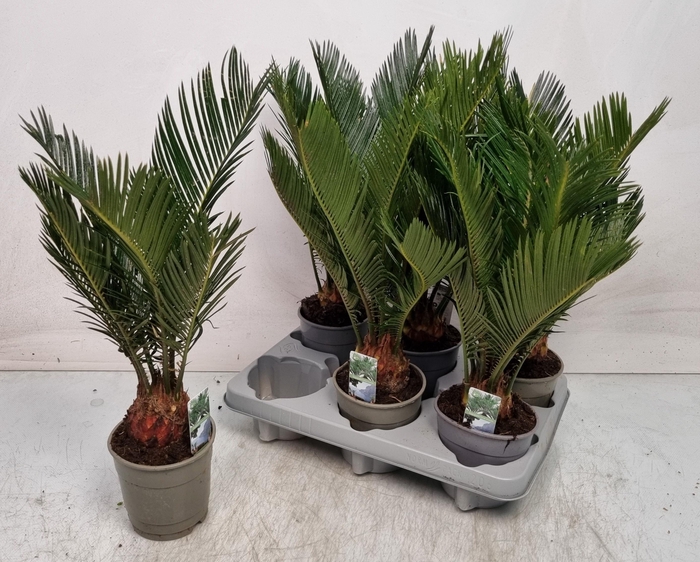 <h4>CYCAS REVOLUTA</h4>