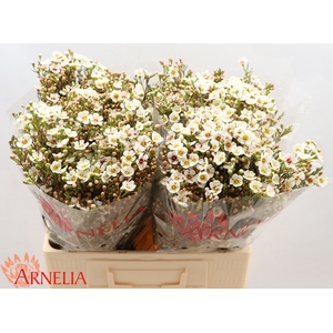 Chamelaucium Janelle