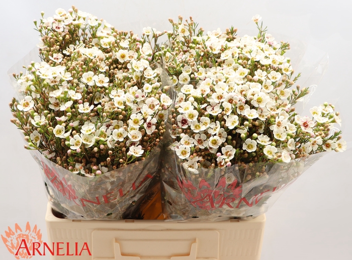 <h4>Chamelaucium Janelle</h4>