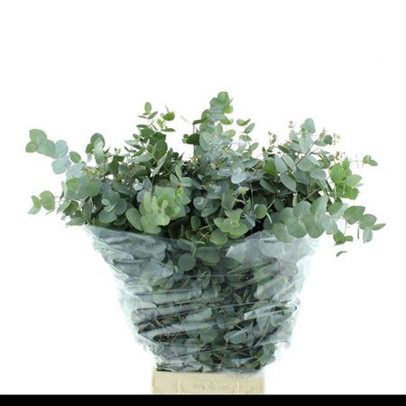 <h4>Euc Cinerea Per Bos</h4>