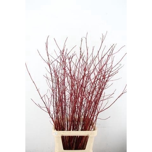 CORNUS ALBA SIBIRICA VERTAKT 130CM