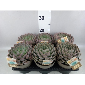 Echeveria   ...