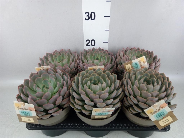 <h4>Echeveria   ...</h4>