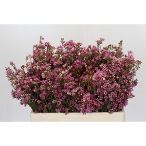 Chamelaucium Painted Lady