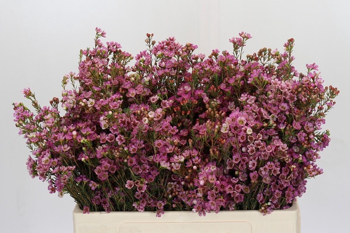 <h4>Chamelaucium Painted Lady</h4>