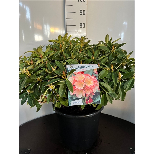 <h4>Rhodo. 'Jingle Bells' orange/yellow</h4>